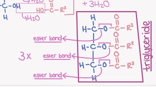 AQA A LEVEL BIOLOGY TOPIC 13  lipids [upl. by Cilegna329]