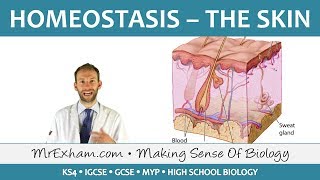 Homeostasis and the Skin  GCSE Biology 91 [upl. by Ahsekel]