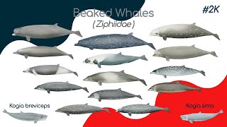 🐋 Beaked whales 3D puzzle for kids [upl. by Aynatan682]