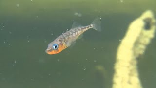 Lake Washington sticklebacks offer insights about quotreverse evolutionquot [upl. by Shimberg]