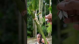 Bamboo creations with new Bamboo😱😱😱😱 ideaBambooDiyBombooartSlingshots [upl. by Labana967]