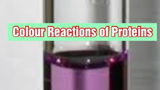 Colour Reactions of Proteins Biochemistry [upl. by Small]