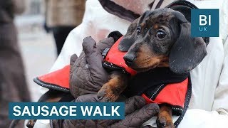 We joined a mass sausage dog walk with 100 dachshunds [upl. by Bertila]