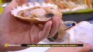 Coquilles SaintJacques  comment bien les choisir [upl. by Tartan]