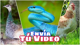 Envía un Video de tus Animales para el Especial 140k 🥳 [upl. by Nwahsyar406]