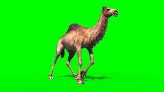 Green Screen Camel Dromedary Animals  Footage PixelBoom [upl. by Ahsial]