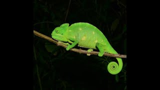 Mt Abu Chameleon [upl. by Lanae]