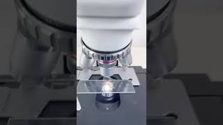 The beauty contact lens that can magnify 400 times is amazingshorts fyp science shortsvideo [upl. by Rives494]