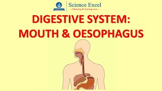 Digestive system  Mouth and Oesophagus  Science Excel [upl. by Etteniotnna]