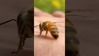 Honey Bee trending trendingshorts viral [upl. by Nodle]