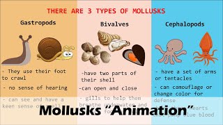 MOLLUSKS Animation [upl. by Llorrad]