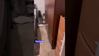 Curious Koala Sneaks Into Aussie Couples Bedroom  10 News First [upl. by Rimidalv779]