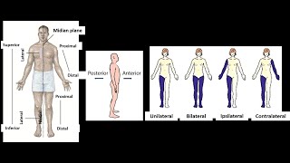 Definition of terms of Laterality in Anatomy Unilateral Bilateral Ipsilateral Contralateral [upl. by Doownyl]