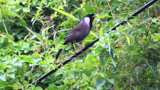 Blackthroated laughing thrush 黑喉噪鶥 [upl. by Cousins]