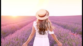 Provence Lavender Fields during sunset [upl. by Ainak]