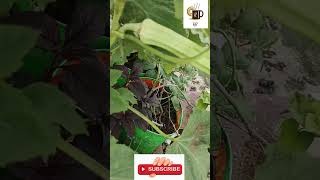 Ladys Finger gardening garden organic vegetable ladyfinger [upl. by Hploda]