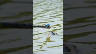 This fish tried to eat the float short shorts fishing [upl. by Aham]