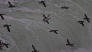 The Flight of the Guillemots Stora Karlsö 1 November 2010 [upl. by Noseyt973]