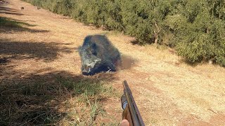 Chasse Sanglier au Maroc Haj Kaddour  Wild Boar Hunting 2024 Partie 17 [upl. by Eceela]