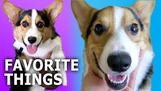 CORGI DOGS GIFT GUIDE REVIEW amp GIVEAWAY  Gatsbys Favorite Things [upl. by Bevan921]