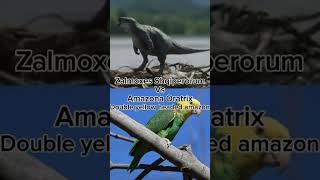 Zalmoxes vs double yellow headed amazonthasimkutty4507 zalmoxes amazonparrots [upl. by Docila270]