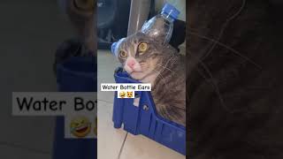 Cat with Water Bottle Ears The Cutest Headphone Hack Ever 😻💧 catears funnycats [upl. by Auqenaj]