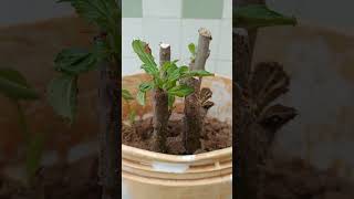 Propagation of Plants  Apple Tree Cuttings  Rooting Apple Tree Cuttingspropagationgardening [upl. by Melac562]