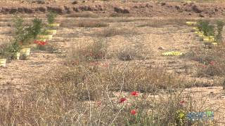 الترجمة العربية University Valladolid starts 2 billion has reforestation project [upl. by Lacram682]