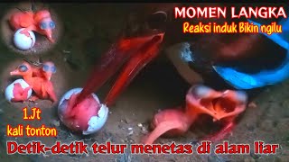 NGERI‼️ Reaksi Burung Tengkek Ketika Telurnya Menetas Day 1 [upl. by Aknahs181]