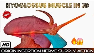 HYOGLOSSUS MUSCLE Anatomy in 3D ANIMATION Origin Insertion Nerve Supply amp Actions  HEAD AND NECK [upl. by Dowlen]