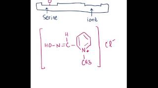 Pralidoxime Mechanism of Action [upl. by Nicolea67]