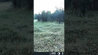 COYOTE SNEAKING AROUND A DEER whitetailbuck sneaky coyotes [upl. by Nwadal]