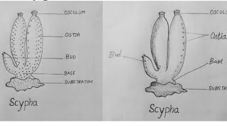 How to Draw a Scypha Diagram in Biology Scypha labeled Diagram Drawing [upl. by Ahsenat240]