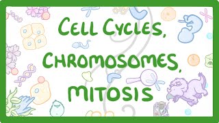 GCSE Biology  Cell cycles Chromosomes amp Mitosis 69 [upl. by Il]