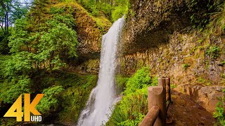 8 HOURS Forest Walk along the Trail of Ten Falls  Waterfalls of Silver Falls State Park in 4K UHD [upl. by Rochkind]