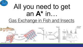 Gas exchange in Fish and Insects ALevel [upl. by Bibeau888]