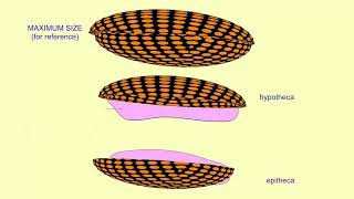 diatom reproduction [upl. by Nohtahoj877]