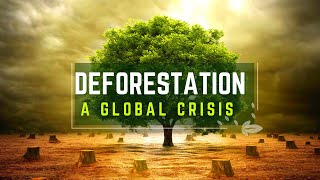 Preserving Our Forests Solutions to Deforestation [upl. by Lorna]