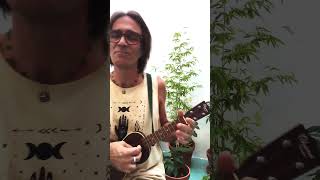 Songcrafting Live 4 We Are shorts acoustic ukulele song songwriter folk awakening [upl. by Airotciv956]