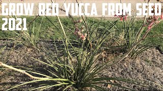 Grow Red Yucca From Seed 2021 [upl. by Eimmit]