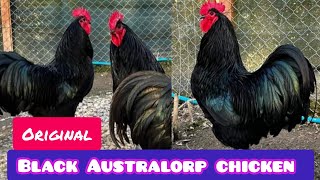 Original black Australorp chicken  Australorp chicken farming  Australorp chicken in Pakistan [upl. by Hajar]