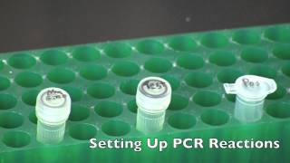 GMO Detection by PCR [upl. by Atiloj]