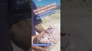 Halite Crystal Collecting in Searles Valley CA rockhounding crystals shorts [upl. by Mccready]