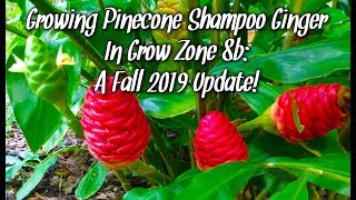 Growing Pinecone Shampoo Ginger  Fall Garden Update [upl. by Eidson649]