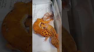 leopard geckos mating 레오파드게코 메이팅 짝짓기 점돌이 브라운 [upl. by Lavern]