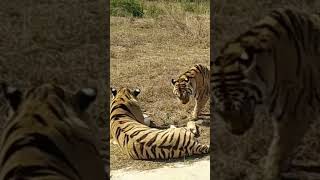 Tigers Arguing savethetigers [upl. by Irwinn350]