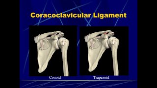 Anatomy of the coracoclavicular ligament Trapezoid and conoid ligaments [upl. by Tan]