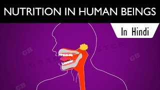 Nutrition in human beings in hindi  Life processes  ncert class 10  Science  CBSE 10th Biology [upl. by Robina]