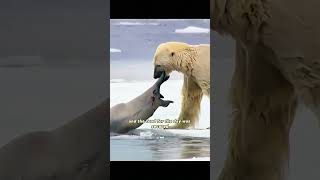 The Days When Polar Bears Hunt animals wildlifeanimal [upl. by Karlie]