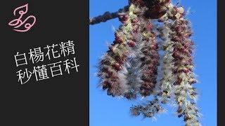 白楊花精  巴赫花精秒懂百科02  晶荷花精愛療癒 [upl. by Cart]